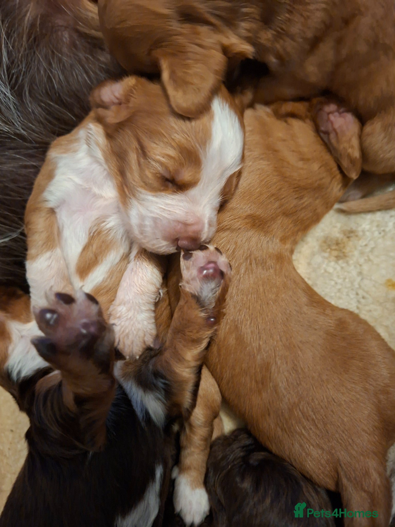 Cocker Spaniel dogs Cocker spaniel puppies  - Advert 10