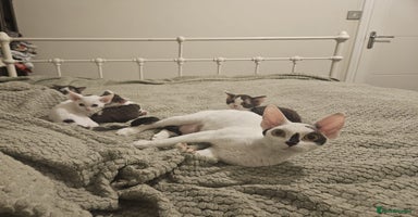 Devon Rex cats - Advert 10