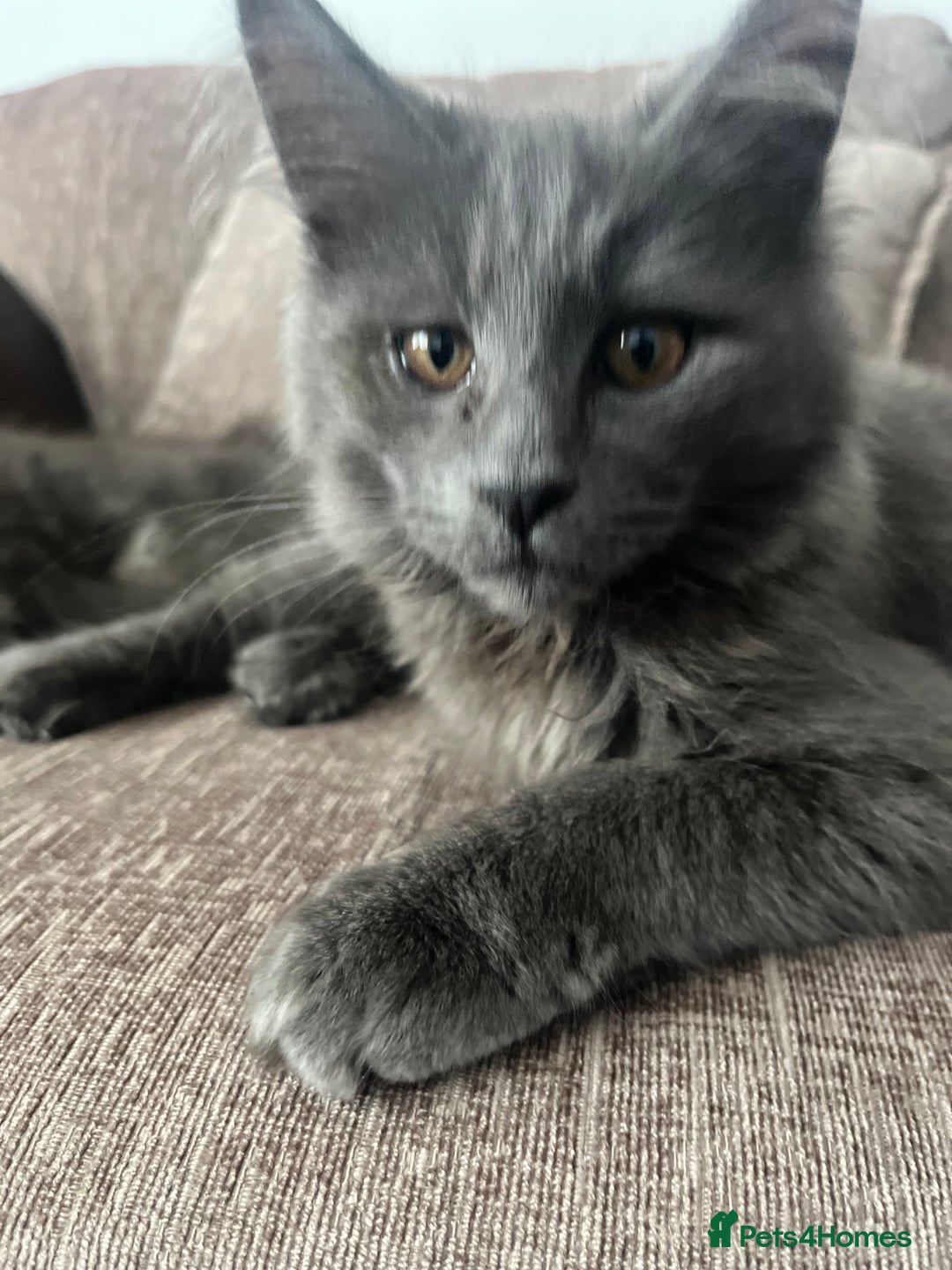 Maine Coon cats for sale: 🐱 Exceptional Maine Coon Male  - Advert 9