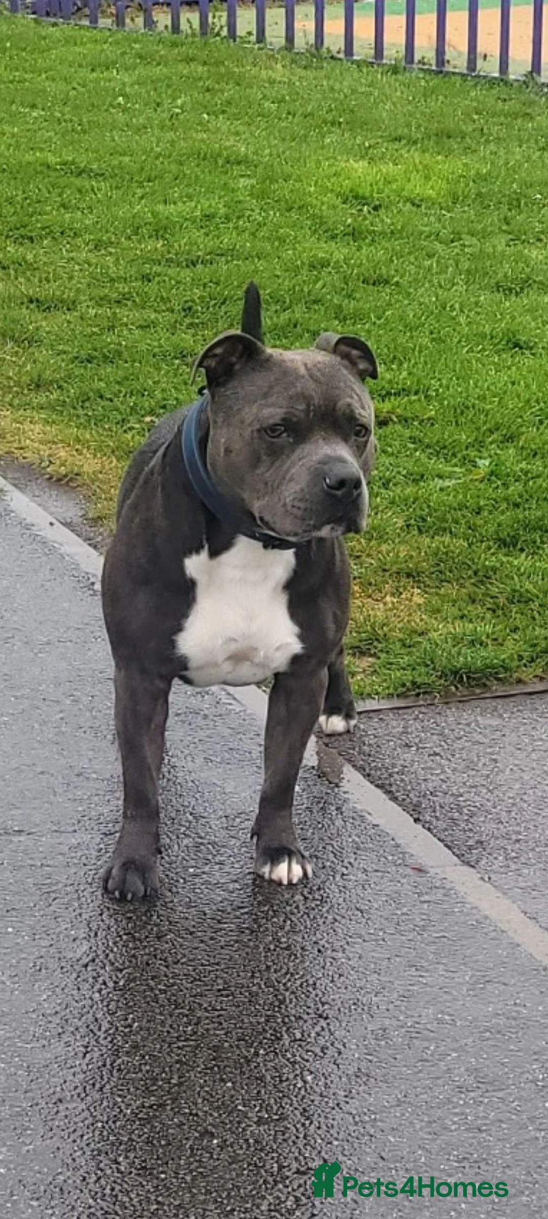 Staffordshire Bull Terrier dogs for stud: Blue Staffordshire bull terrier stud in Birmingham - Advert 9