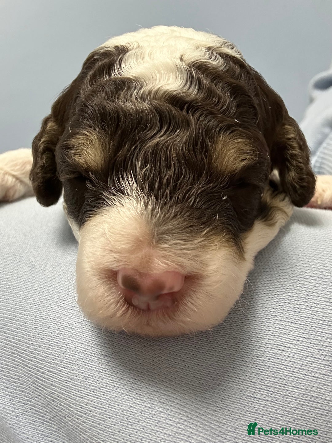 Toy Poodle dogs for sale: Toy poodle girls and boy - Image 14