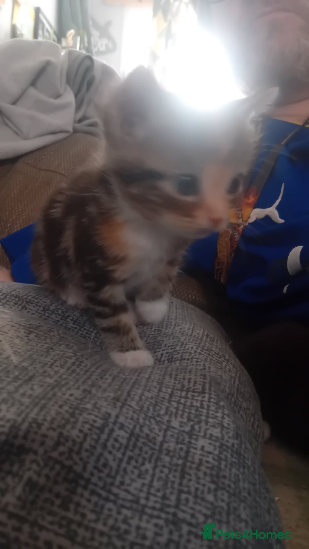 Bengal cats for sale: Bengal cross kittens  - Advert 13