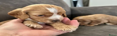 Cockapoo 6