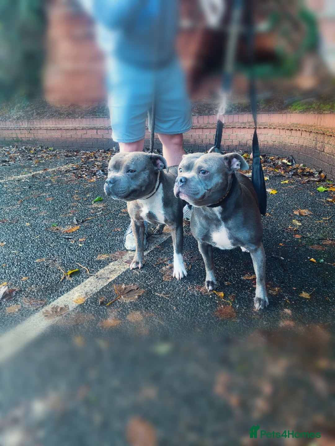 Staffordshire Bull Terrier dogs for sale: CHAMPION bloodlines blue staff pups - Advert 5