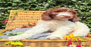 Cockapoo dogs - Advert 9