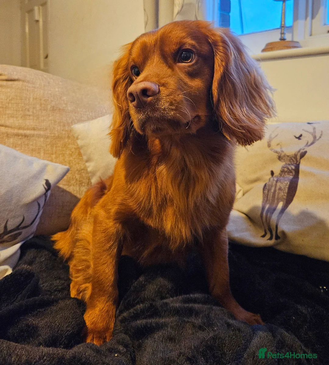 Cocker Spaniel dogs for stud: 💥HealthTested champ bred working cocker spaniel💥 in Cranbrook - Advert 2
