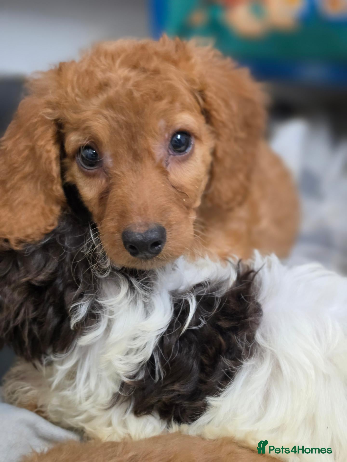 Cockapoo dogs for sale: Last Cockapoo male *READY NOW* - Advert 1