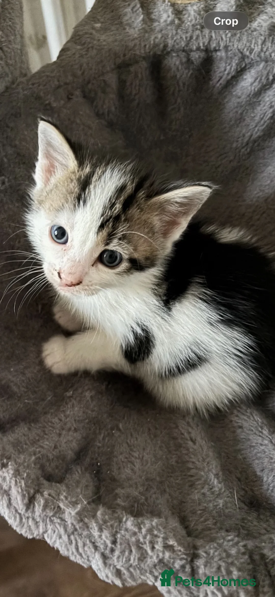 Mixed Breed cats for sale: Kittens Ready Now - 4 Males, 1 Female  - Advert 28