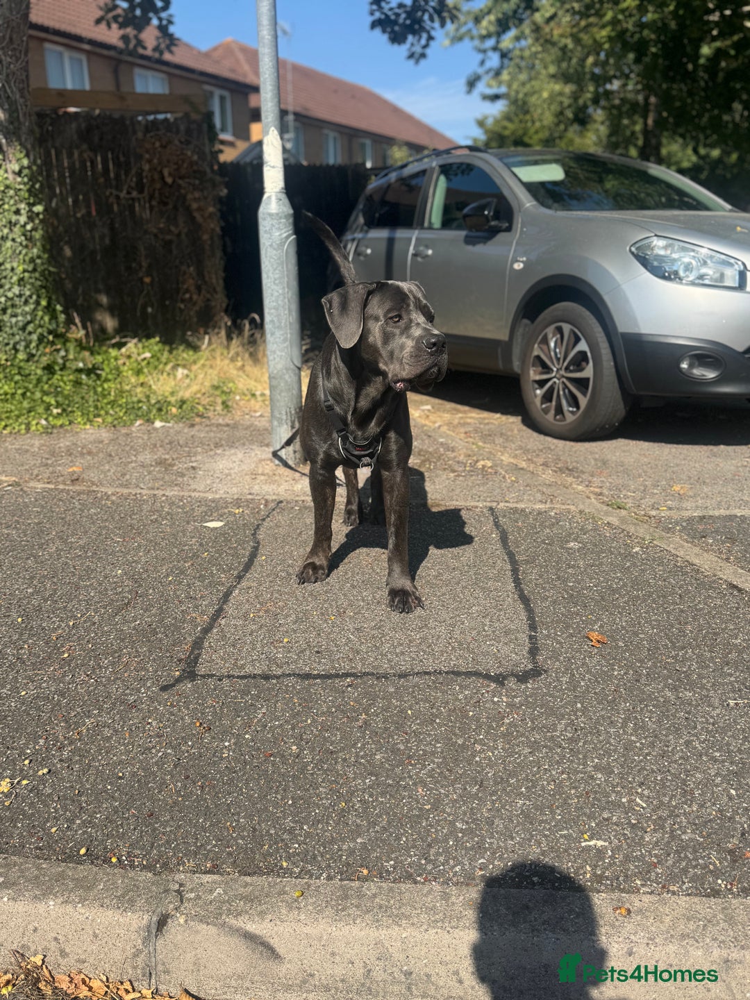 Cane Corso dogs for stud: Cane Corso Stud Tre Cani 🇷🇸 x Kyza Soza 🩸 - Image 7