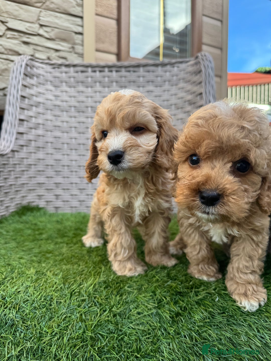 Cockapoo dogs for sale: F1 pra clear Cockapoos  - Advert 5
