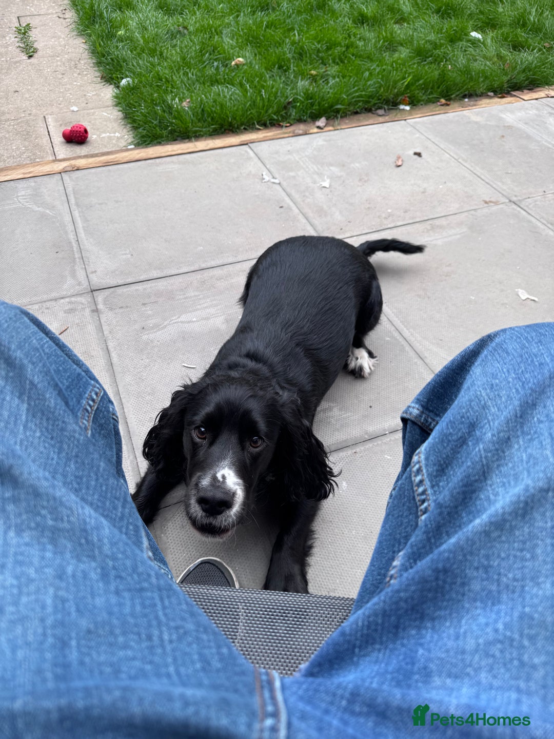 Cocker Spaniel dogs for sale: 1 year old male Cocker Spaniel.  - Image 5