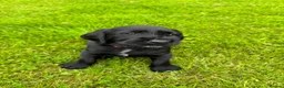 Mixed Breed dogs for sale: Last Chunky Dog Pup left GWPxLab - Advert 8