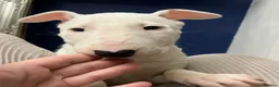 English Bull Terrier dogs for sale: 3 x KC English Bull Terriers Left  - Advert 18