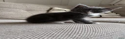 Mixed Breed cats for sale: 1 male grey kitten  - Advert 6