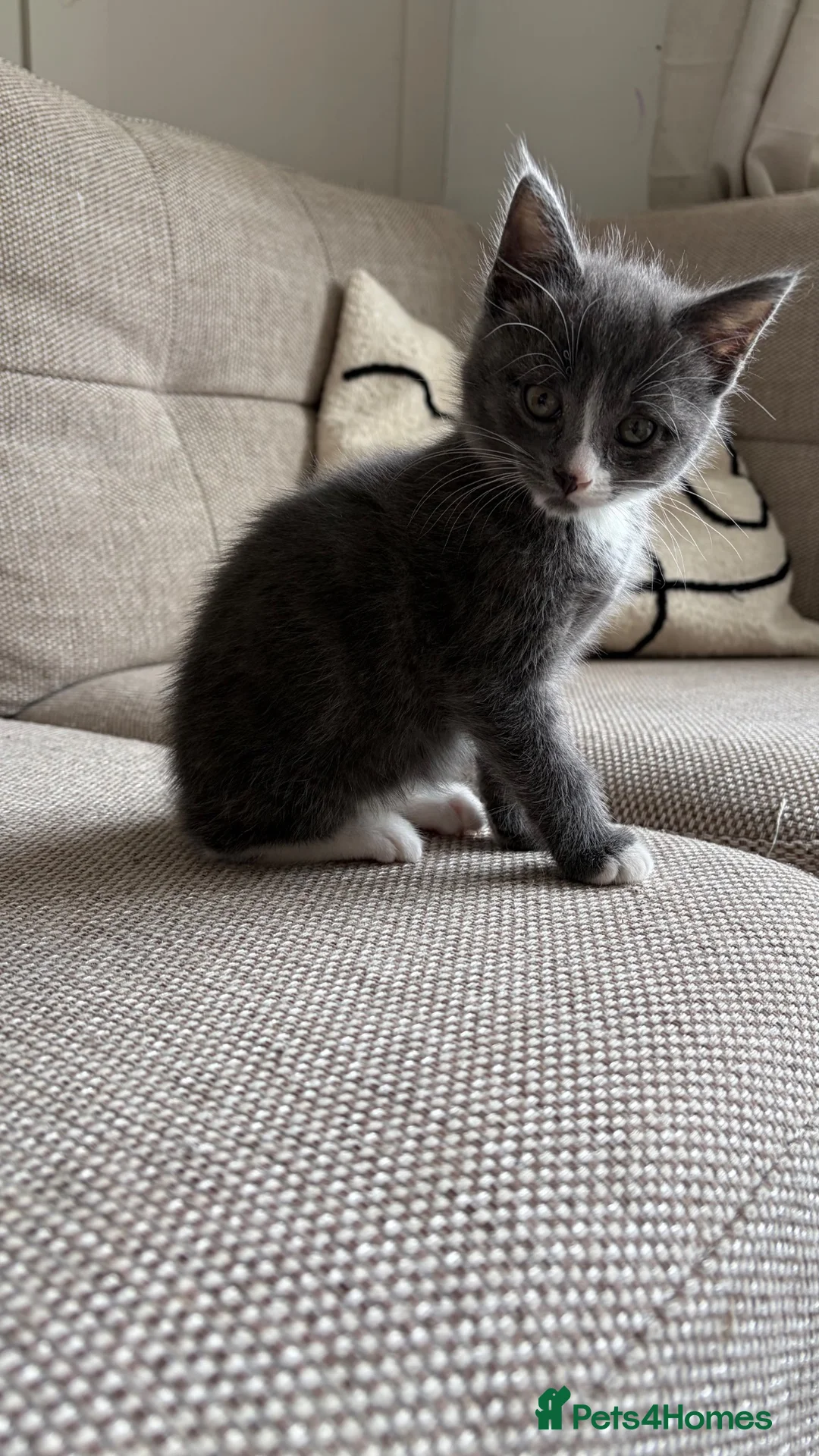 Mixed Breed cats for sale: 1 male grey kitten  - Advert 6