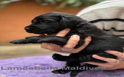 Flat coated Retriever dogs for sale: KC Registered puppies from outstanding parents. - Image 15