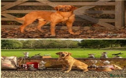 Labrador Retriever dogs for sale: Deep Fox Red KC FTCH labpups Health Tested Parents - Image 9