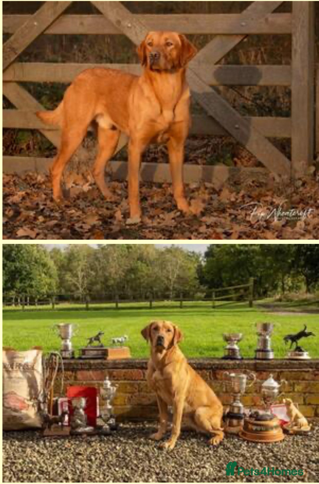 Labrador Retriever dogs for sale: Deep Fox Red KC FTCH labpups Health Tested Parents - Image 9