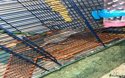 Gerbil rodents for sale: 2 female gerbils with cage and accessories. - Image 4