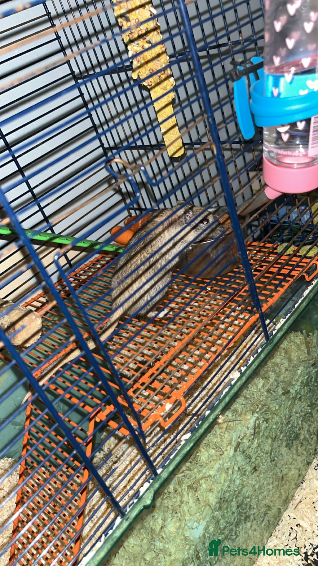 Gerbil rodents for sale: 2 female gerbils with cage and accessories. - Image 4