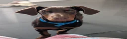 Dobermann dogs for sale: Doberman pup in Glasgow - Advert 2