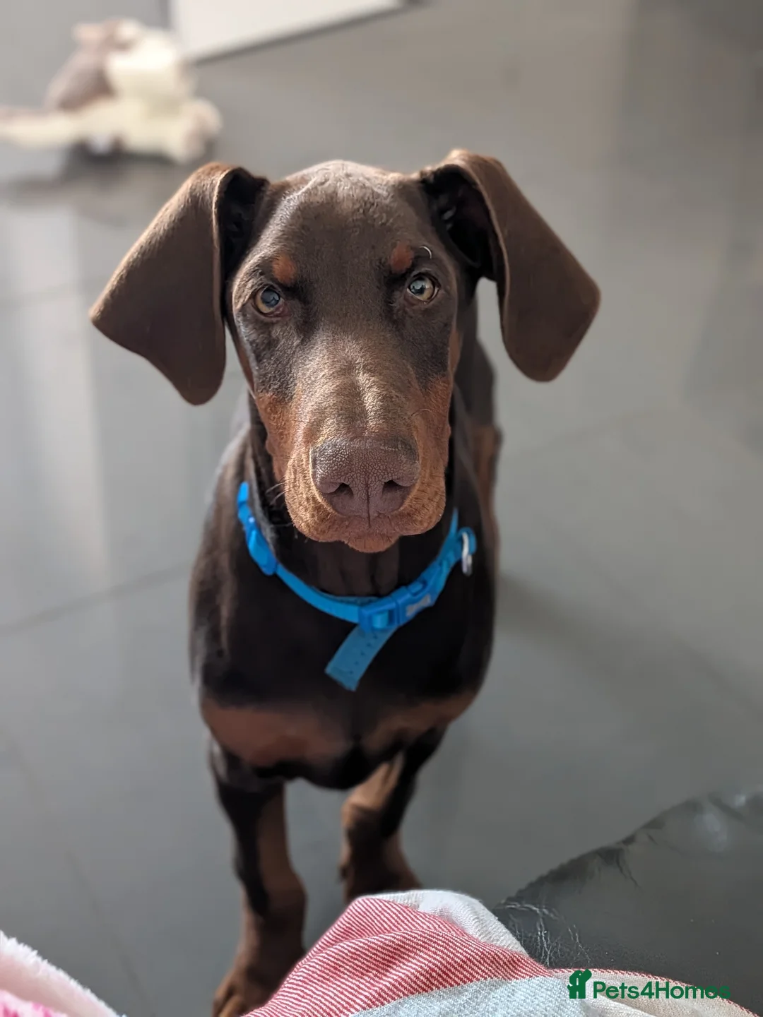 Dobermann dogs for sale: Doberman pup in Glasgow - Advert 2