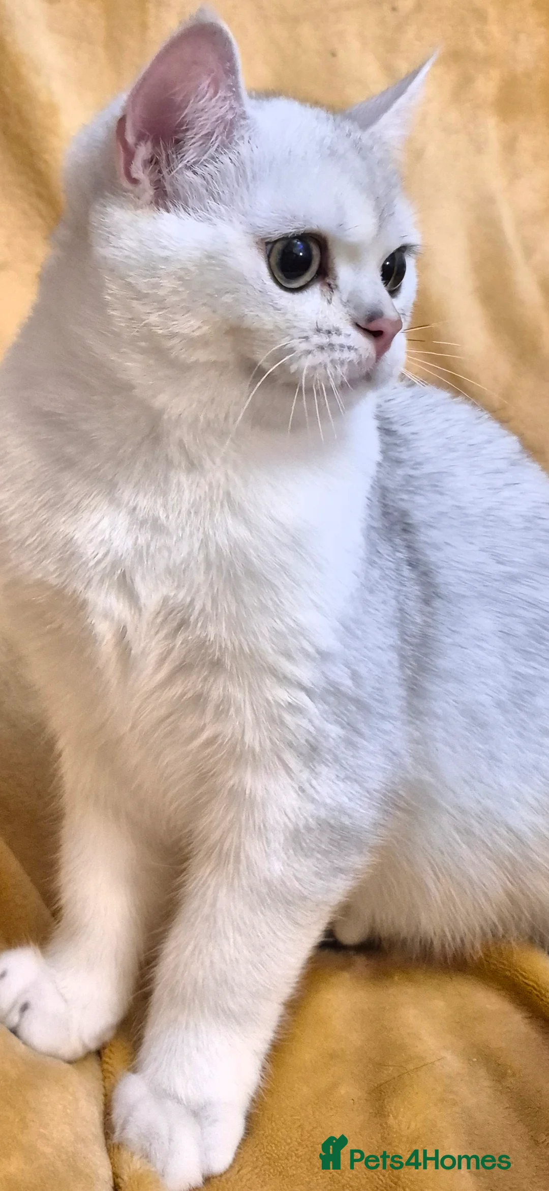 British Shorthair cats for sale: GCCF one boy British silver shorthair - Advert 2