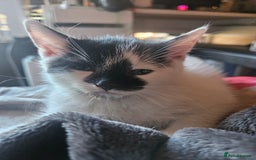 Domestic Shorthair cats for sale: 2 Male Kittens for Sale - Image 2