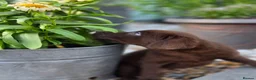 Labrador Retriever dogs for sale: Stunning Silver and Chocolate Labrador Puppies - Advert 10