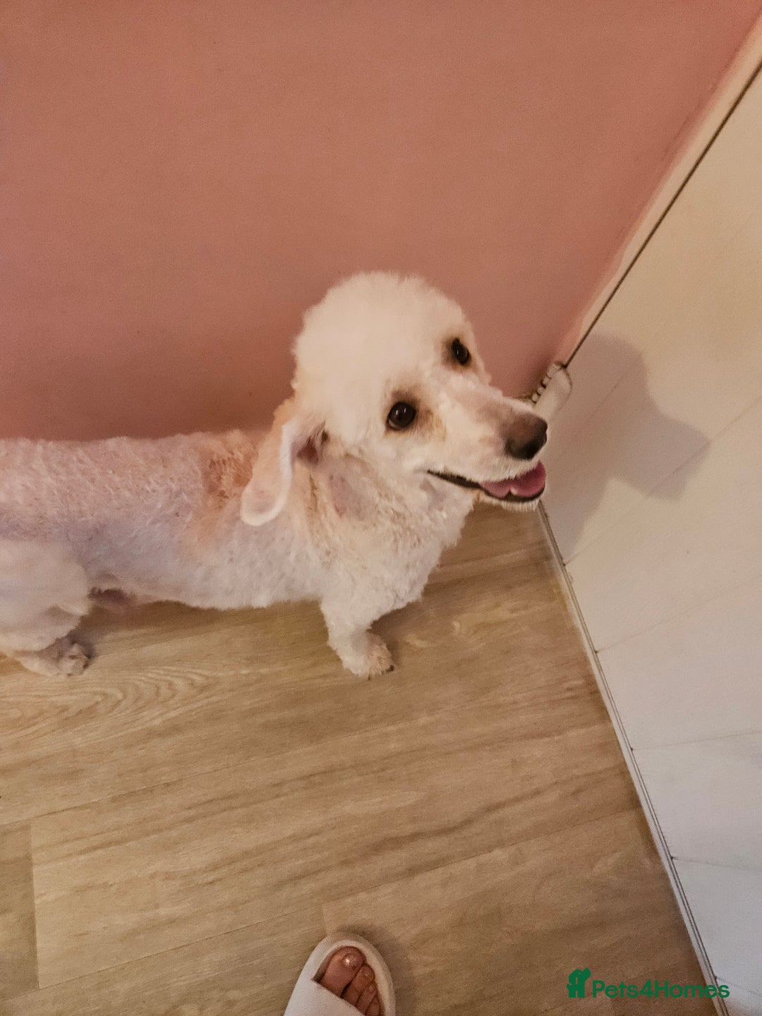 Cockapoo dogs for sale: American cockapoo  - Image 10