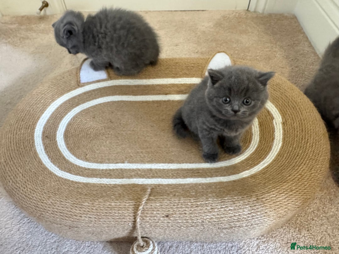 British Shorthair cats for sale: British Shorthair Blue Kittens - Image 15
