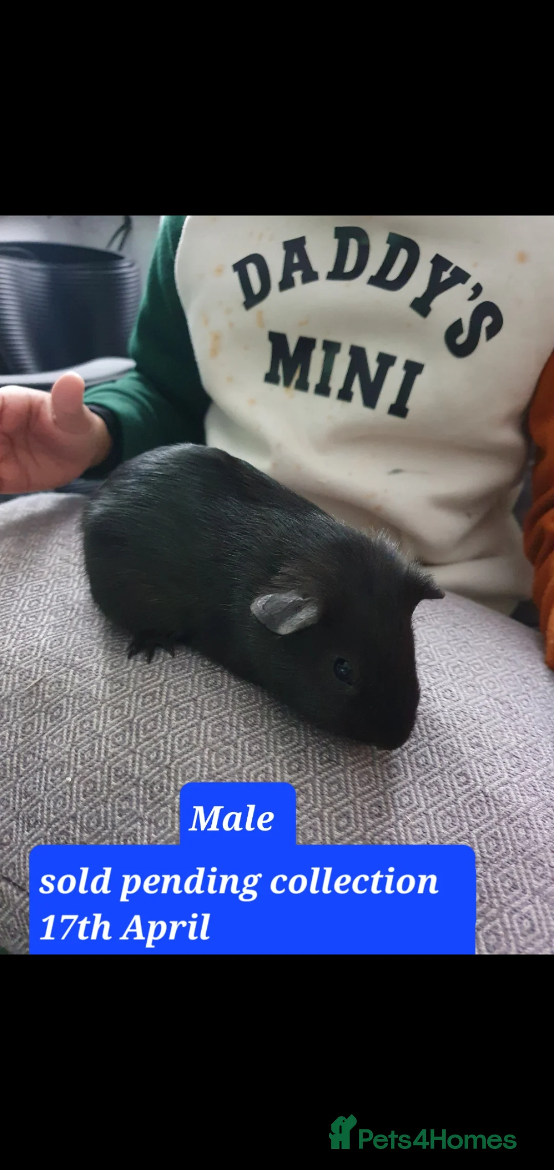 Guinea Pig rodents for sale: Guinea pigs - Advert 2