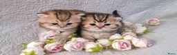 British Shorthair cats for sale: 🧡 GOLDEN BSH KITTENS 🧡 - Advert 2