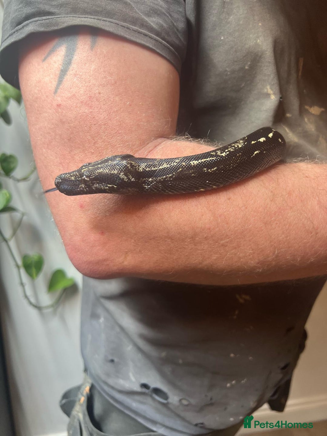 Boa Snake reptiles for sale: Boa img arab  - Image 1