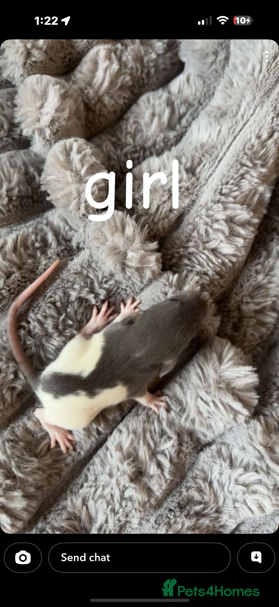 Rat rodents for sale: Baby rats mixed  - Advert 20