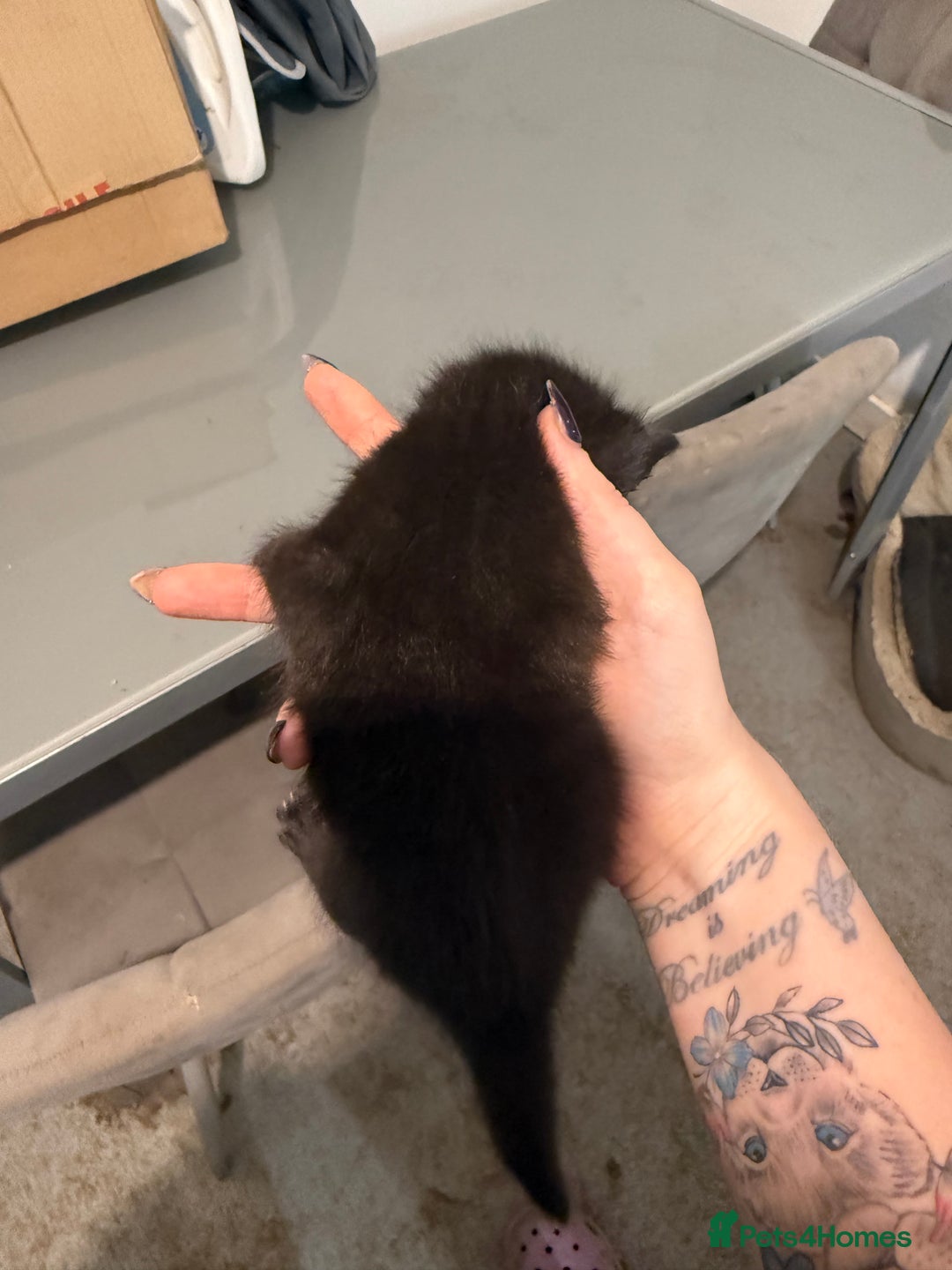 Mixed Breed cats for sale: 3 kittens for sale  - Advert 5