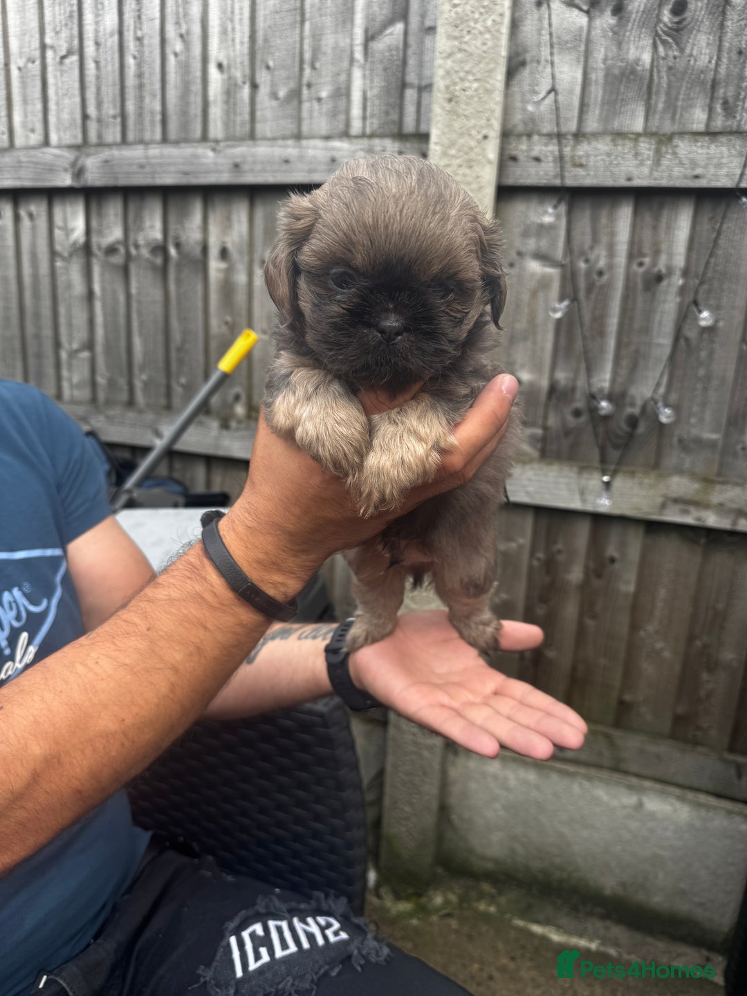 Shih Tzu dogs for sale: A girl and a boy - Image 14
