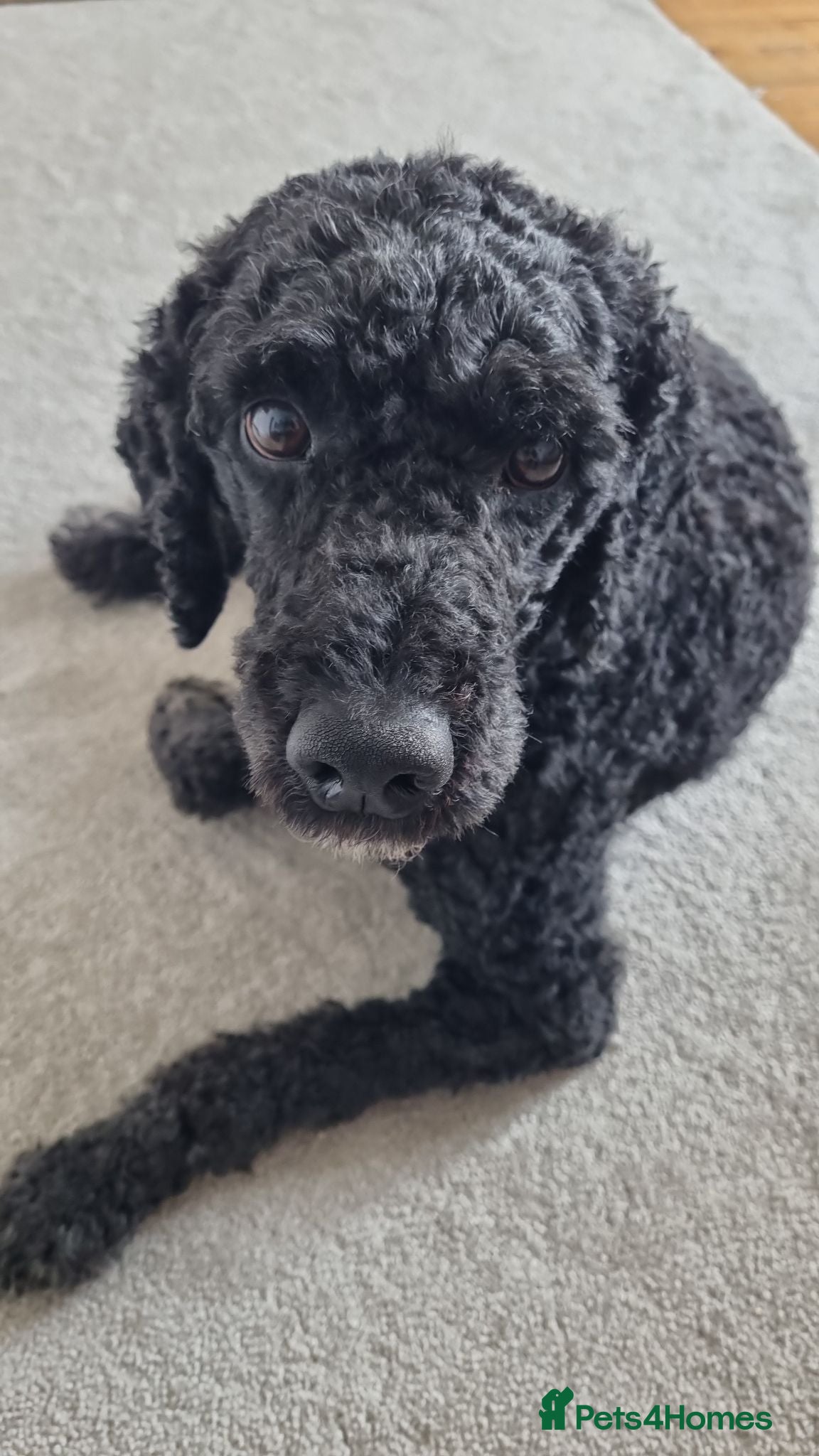 Miniature Poodle dogs 5 yr old KC registered black miniature poodle stud - Advert 1