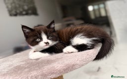 Persian cats for sale: Half Persian male  - Image 17