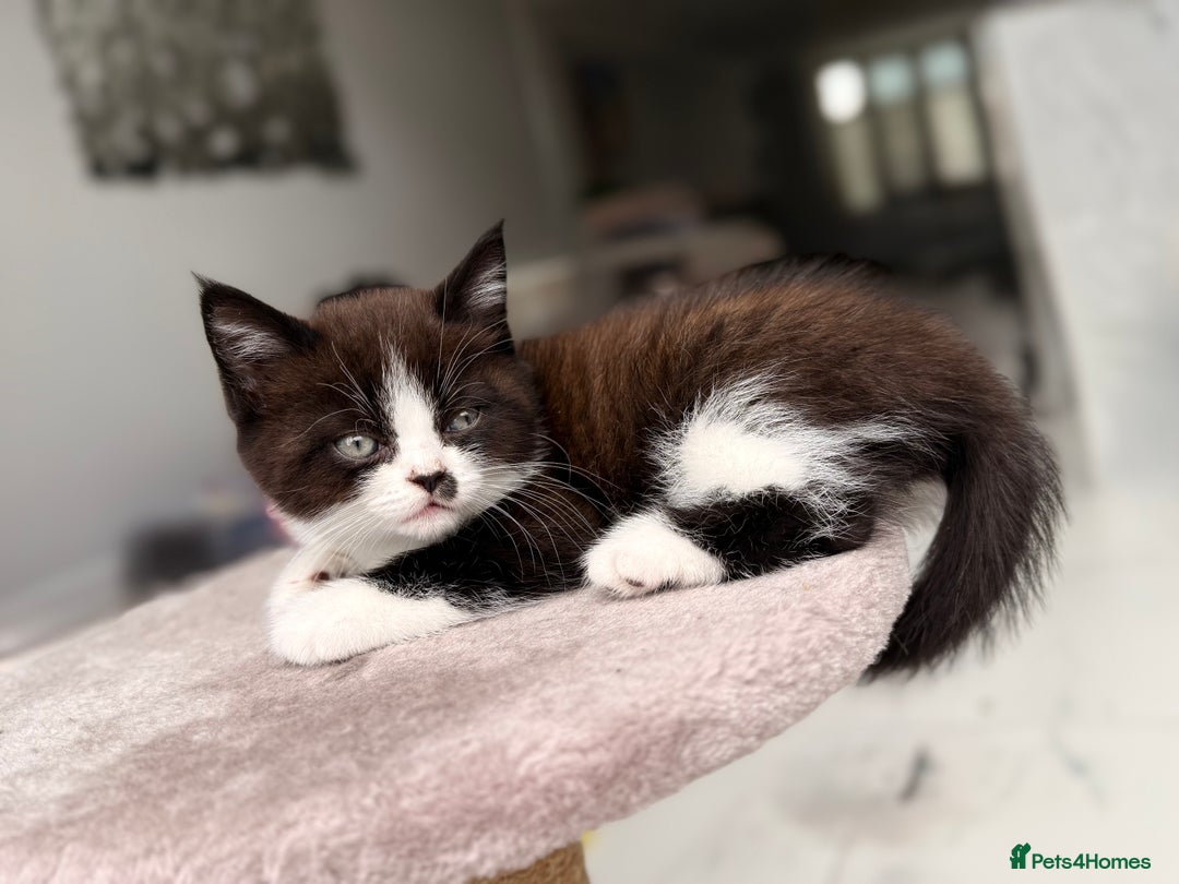 Persian cats for sale: Half Persian male  - Image 17