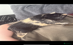 Guinea Pig rodents for sale: 3 male Guinea pigs- Bish, Badger & Mozey  - Image 3