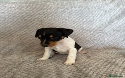 Jack Russell dogs for sale: Stunning tri coloured Jack Russel girl available  - Image 11