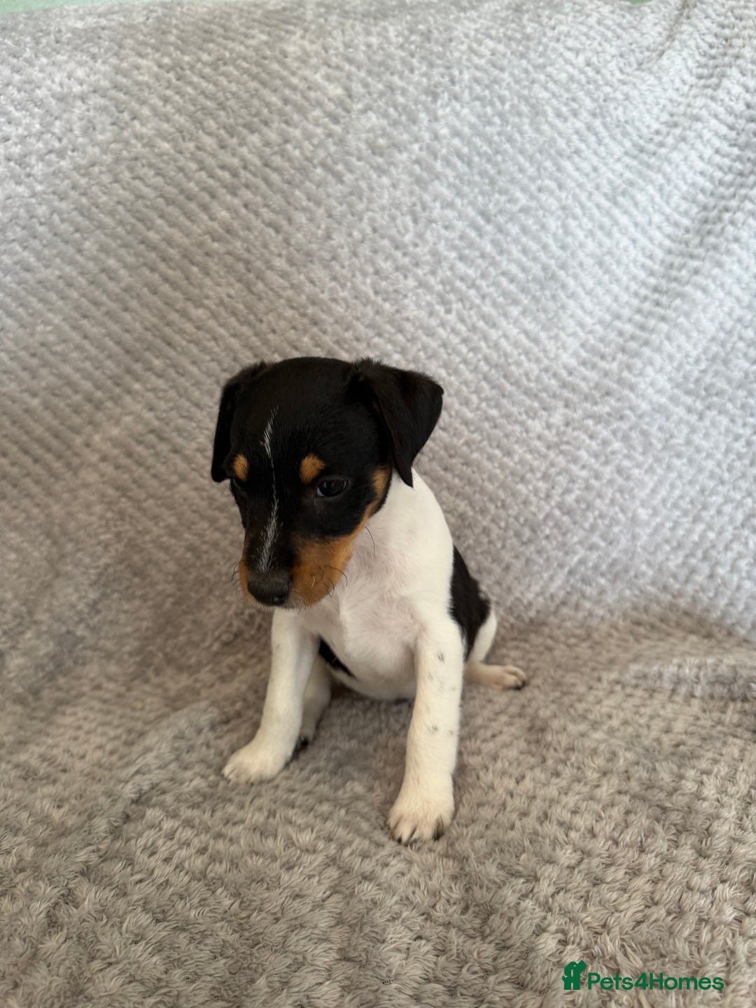Jack Russell dogs for sale: Stunning tri coloured Jack Russel girl available  - Image 11