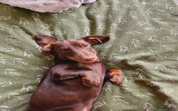 Miniature Dachshund dogs for sale: Handsome Wilbur for sale - miniature dachshund  - Image 2