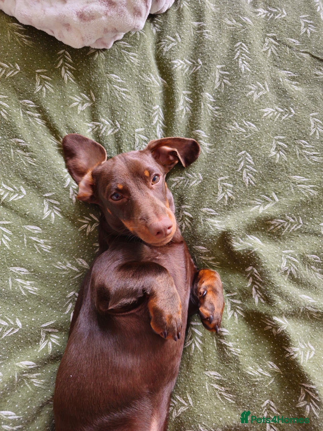 Miniature Dachshund dogs for sale: Handsome Wilbur for sale - miniature dachshund  - Image 2