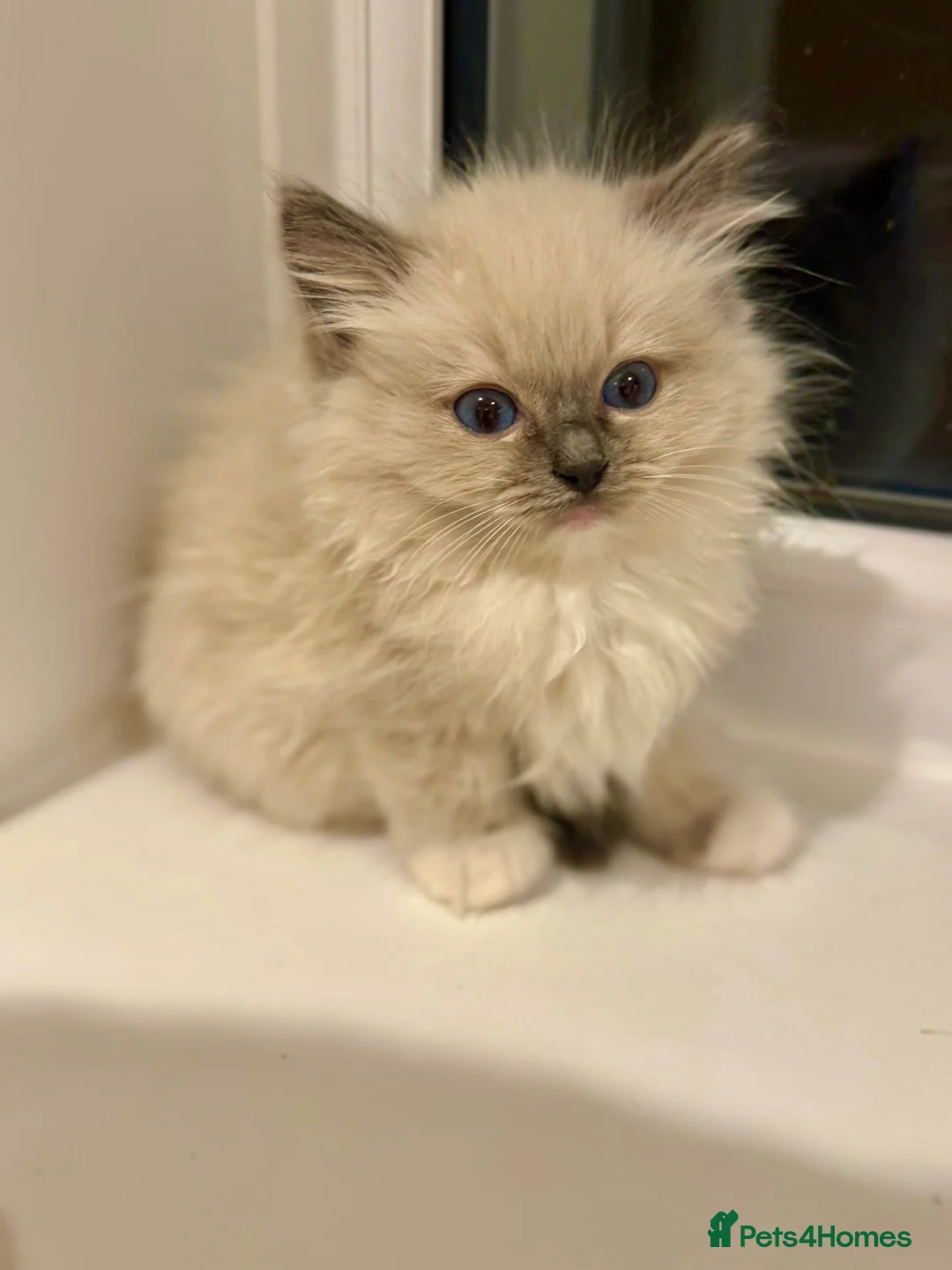 Ragdoll cats for sale: Beautiful Ragdoll Kittens  - Advert 18