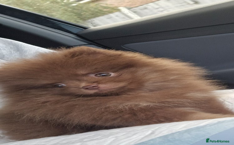 Pomeranian dogs - Advert 1