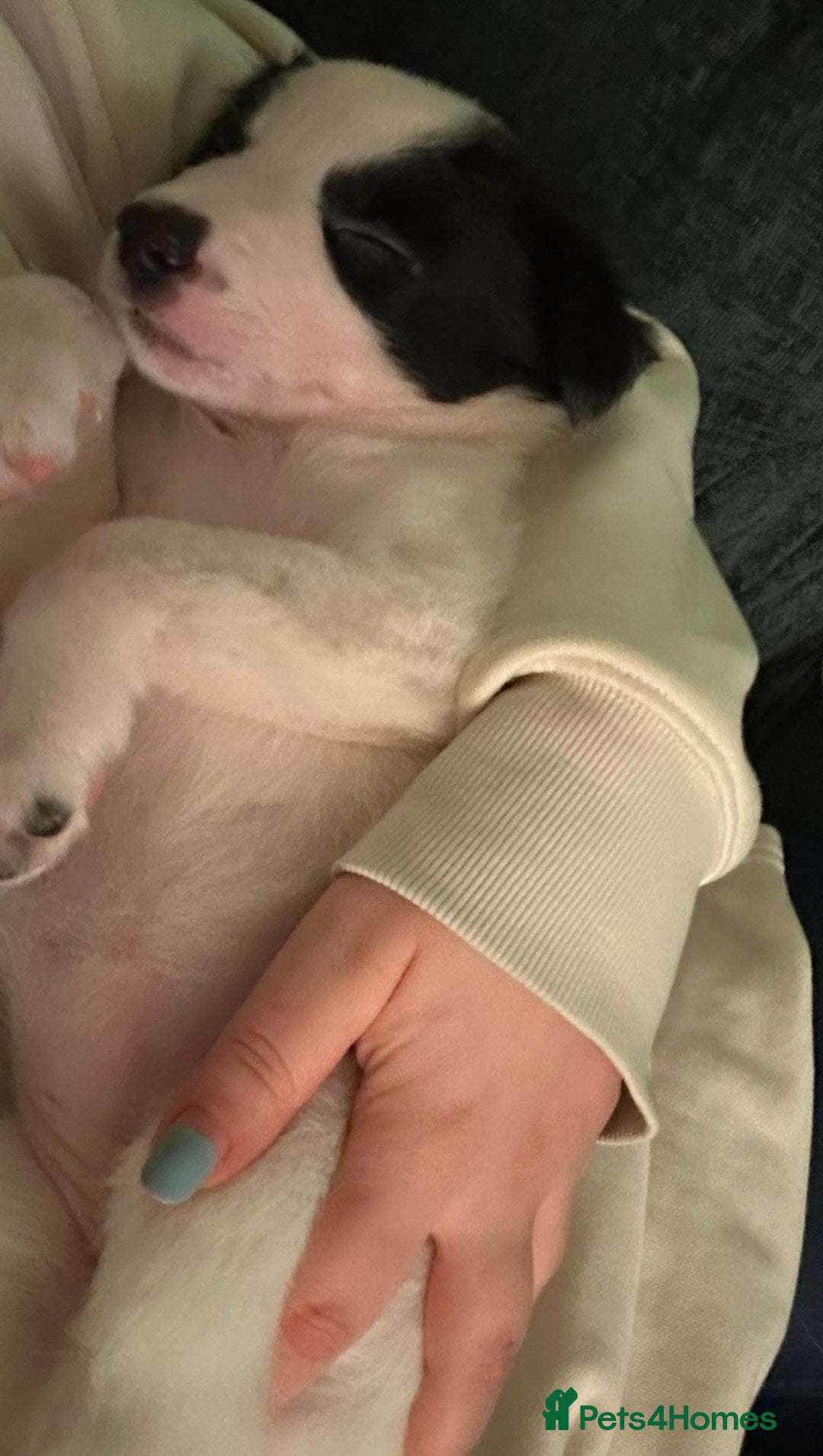 Border Collie dogs for sale: Only 1 girl left - reduced, ready to leave 08.12 - Advert 9