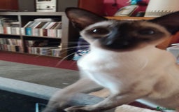 Siamese cats for sale: Meet peggy - Image 2