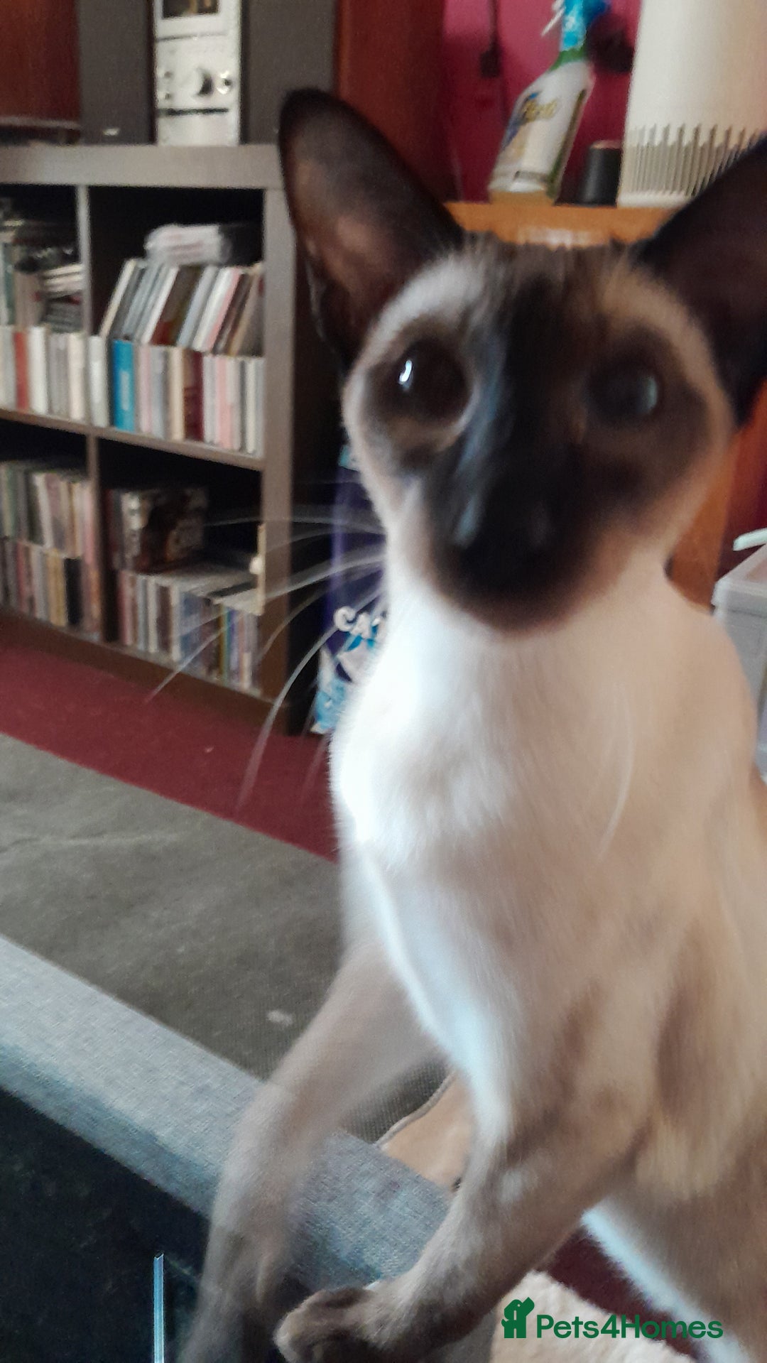 Siamese cats for sale: Meet peggy - Image 2
